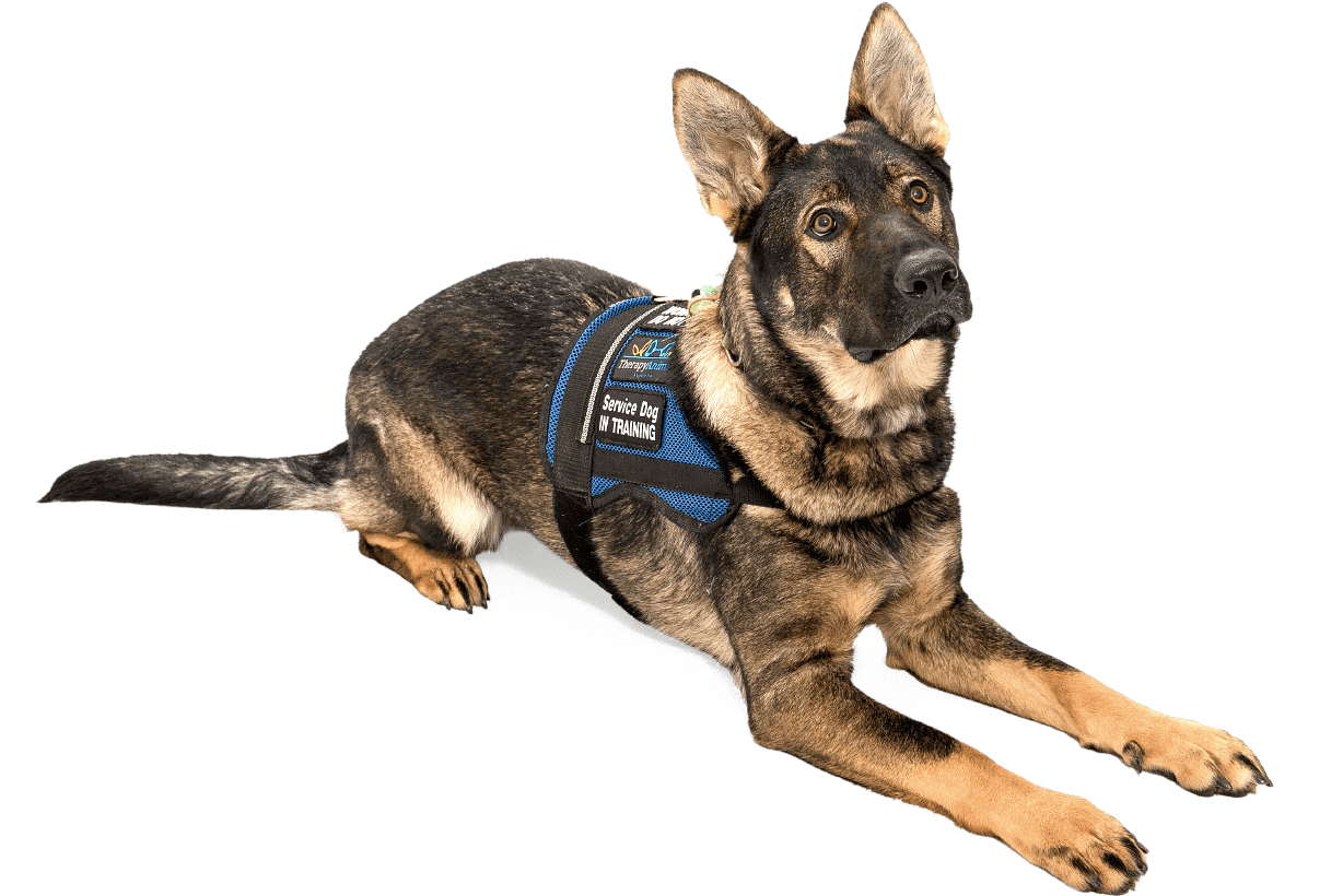 trained assistance dogs for sale